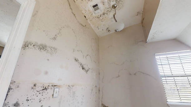 Best Flood Damage  in Kingston, PA
