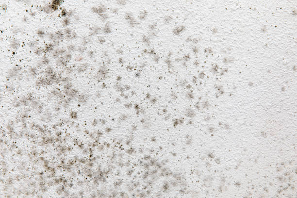 Mold Remediation for Rental Properties in Kingston, PA