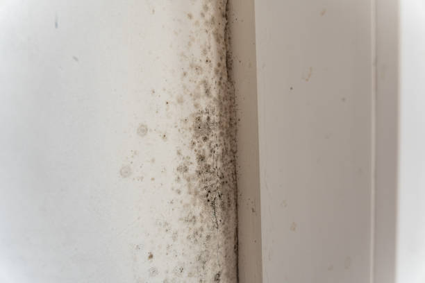 Best Attic Mold Removal  in Kingston, PA
